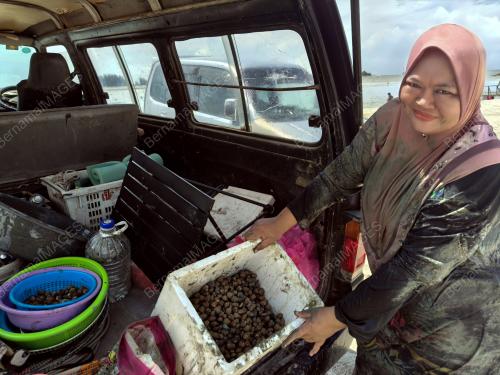 PESTA KERANG