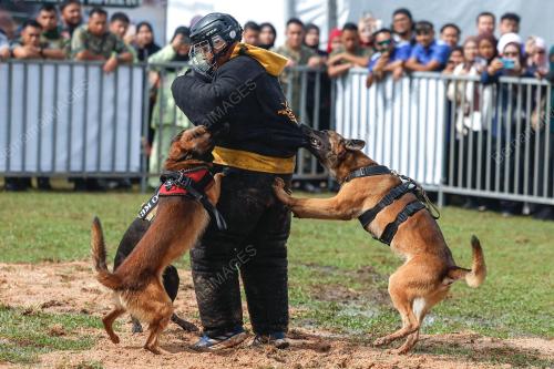DEMONSTASI ANJING PERANG