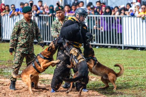 DEMONSTASI ANJING PERANG
