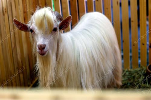 PETTING ZOO