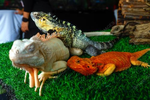 PETTING ZOO