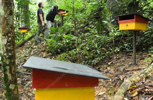 NS01_01112019_MADU_KELULUT