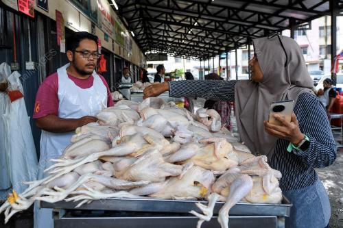 BEKALAN AYAM MENTAH