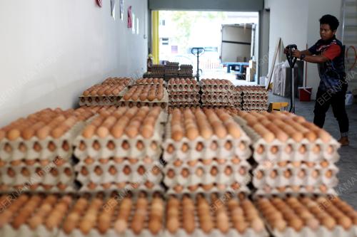 BEKALAN TELUR AYAM DI SEREMBAN