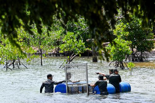 BUAYA DI PANTAI CERMIN