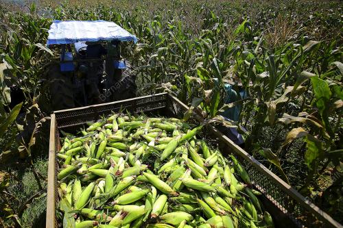 LADANG JAGUNG UNGU