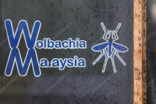 WOLBACHIA MALAYSIA