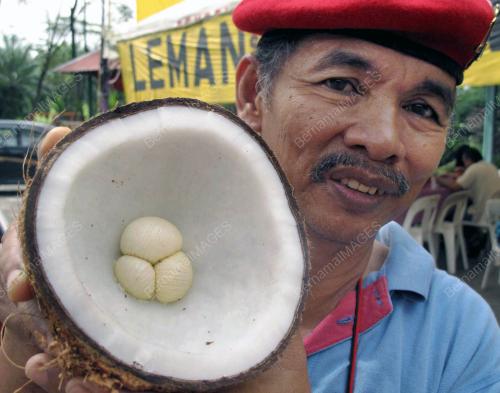 TOMBONG KELAPA