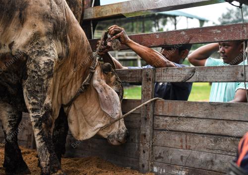 LEMBU AIDILADHA