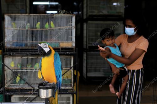 BURUNG PELIHARAAN
