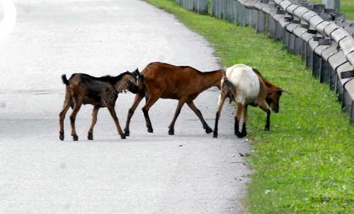 KAMBING DI LEBUH RAYA