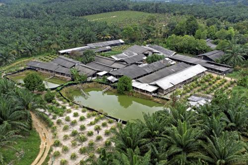 PENYAKIT DEMAM BABI AFRIKA DIKESAN DI NEGERI SEMBILAN