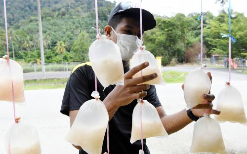 BUAH BELULUK