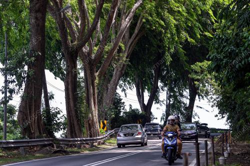 POKOK TEDUHAN