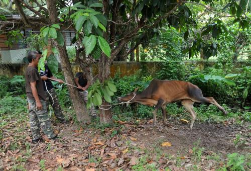 NS01_12092016_LEMBU_KORBAN