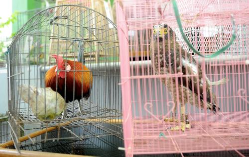 NS01_13032015_HIDUPAN_LIAR