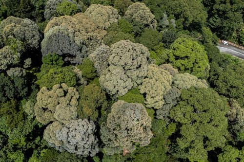 HUTAN HUJAN DI KUALA PILAH