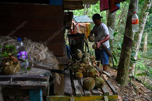 DURIAN BUKIT