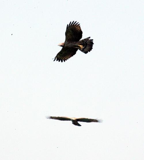 NS01_14032015_BURUNG_HIJRAH