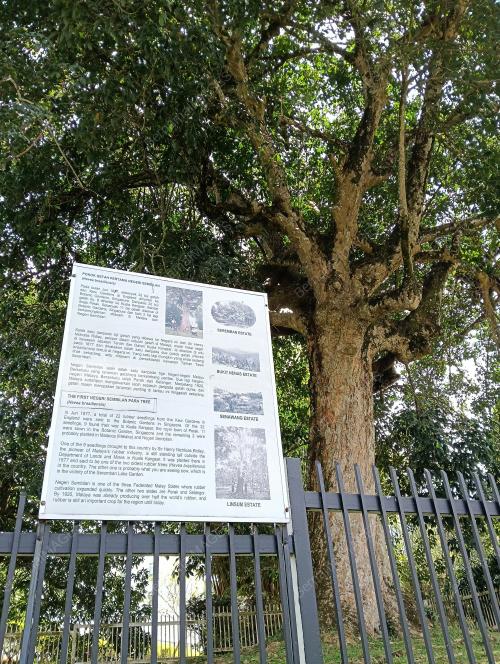 POKOK GETAH PERTAMA