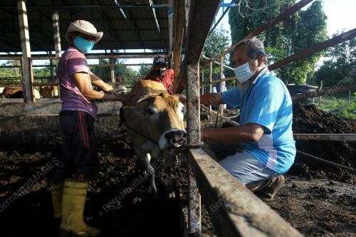 TERNAKAN LEMBU