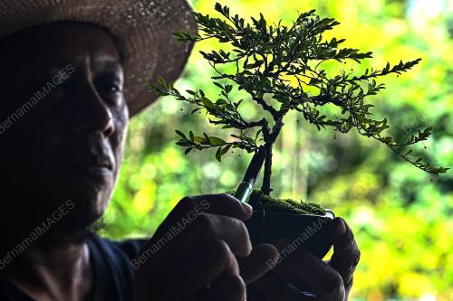 SI RENEK BONSAI