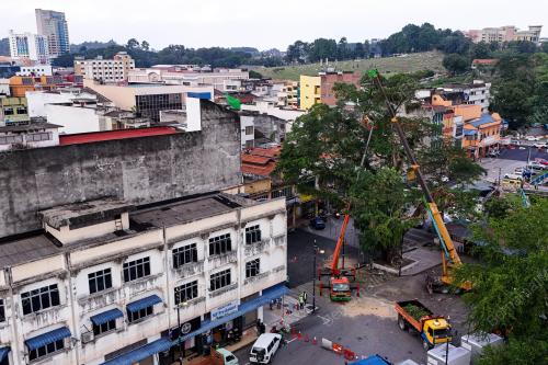 PENEBANGAN POKOK BERUSIA