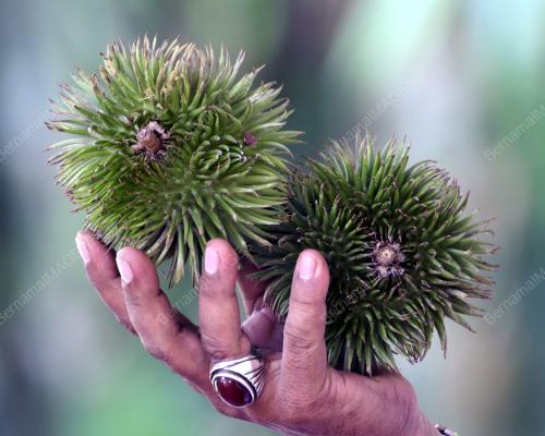 NS01_19102016_DURIAN_DAUN