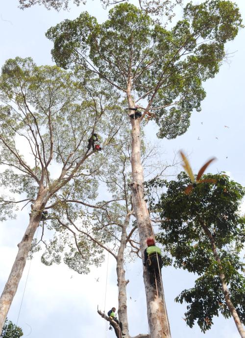 NS01_21032014_HARI_HUTAN