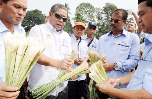 NS01_22092015_LADANG_SERAI
