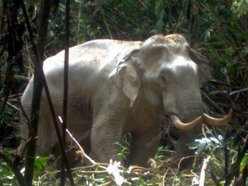 NS01_23022011_GAJAH_LIAR