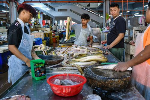 BEKALAN IKAN MUSIM MONSUN TIMUR LAUT