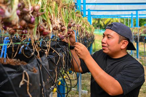 USAHAWAN BAWANG