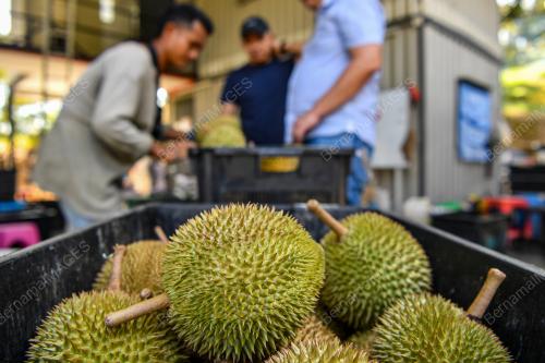 DURIAN JELEBU