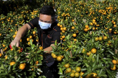 JUALAN POKOK LIMAU SEMPENA PERAYAAN TAHUN BARU CINA