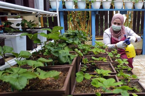 TANAMAN STRAWBERI DI RUMAH