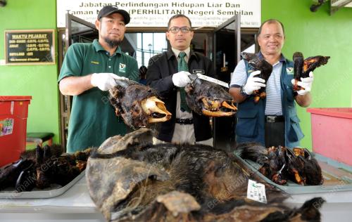 NS01_28092016_KAMBING_GURUN
