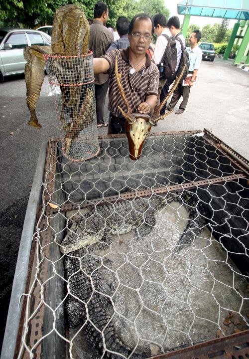 BUAYA