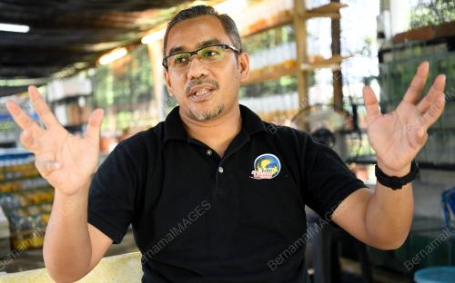 NS01_USAHAWAN_IKAN_BETTA_07112019