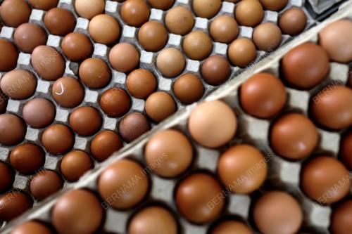 BEKALAN TELUR AYAM DI SEREMBAN