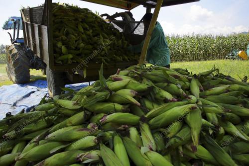 LADANG JAGUNG UNGU