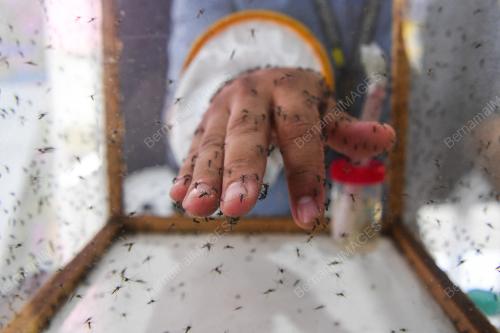 WOLBACHIA MALAYSIA