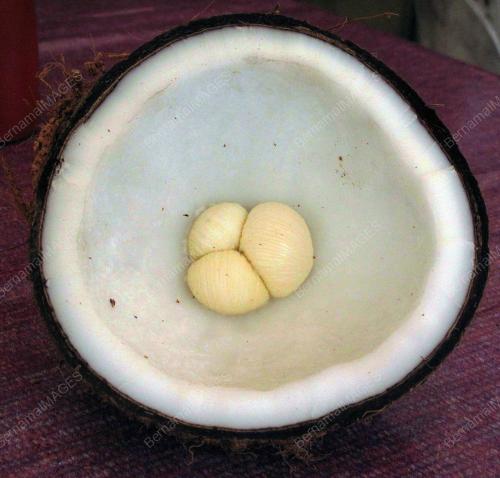 TOMBONG KELAPA