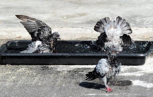NS02_06032014_BURUNG_MANDI