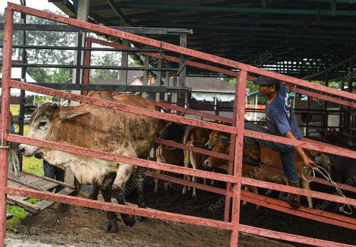 LEMBU AIDILADHA
