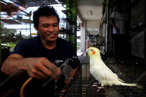 BURUNG PELIHARAAN