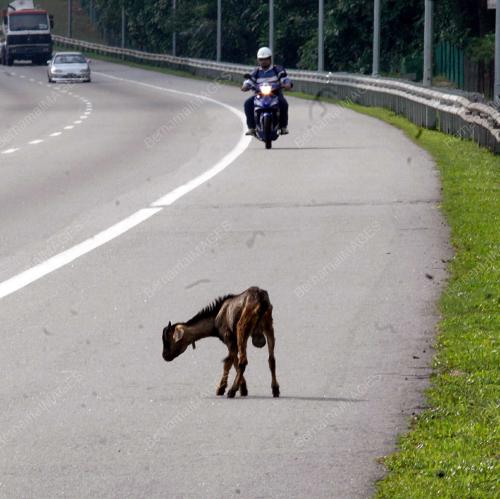 KAMBING DI LEBUH RAYA