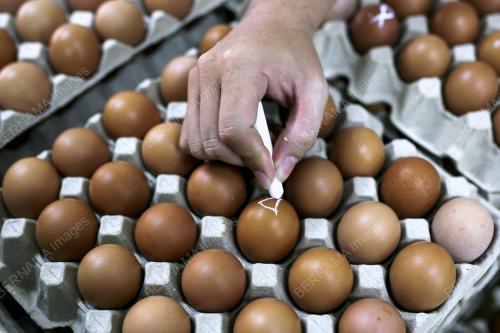 BEKALAN TELUR AYAM