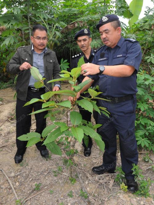 NS02_10082016_DAUN_KETUM