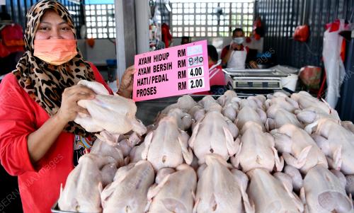 HARGA_AYAM